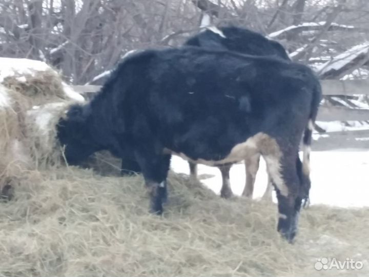 Быки и телки