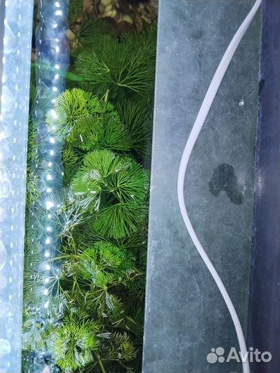 Аквариумное растение