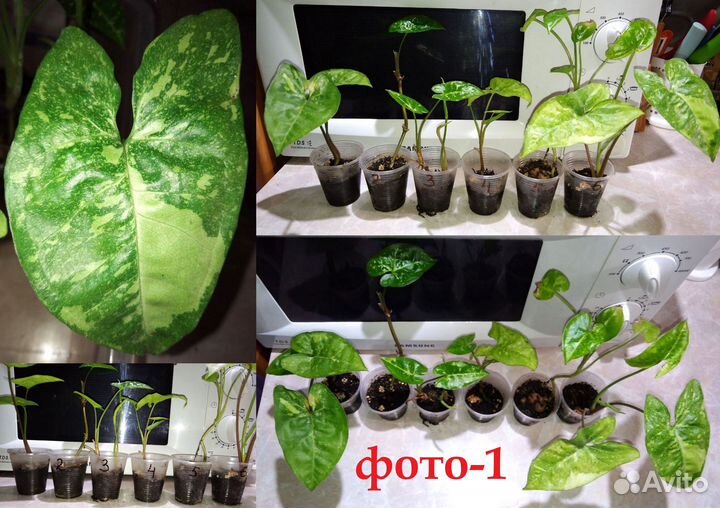 Сингониум Syngonium, филодендрон