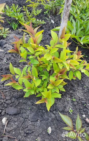 Декоративные кустарники. Пионы