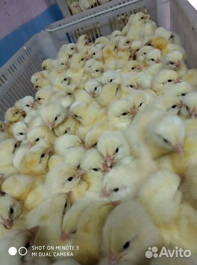 Цыплята