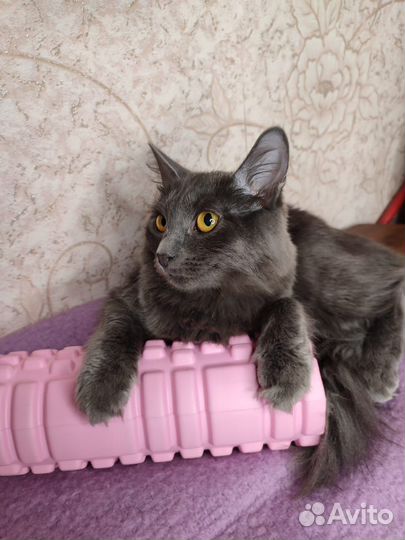 Кошечка полгода