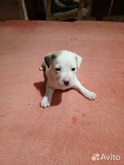 Отдаем щенков