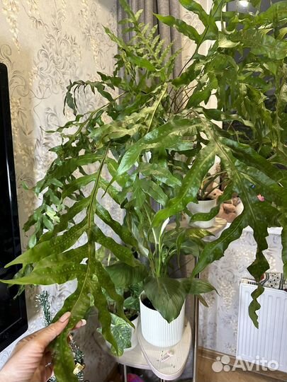 Папортник флебодиум полиподиум