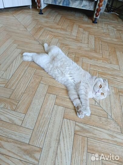 Кот Персик в добрые руки