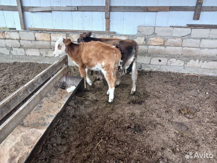 Телята, бычки,телочки