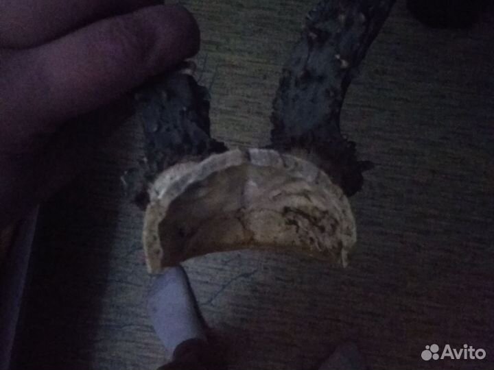 Рога косули