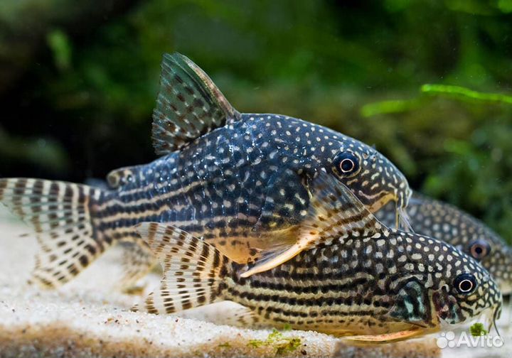 Коридорас Штерба