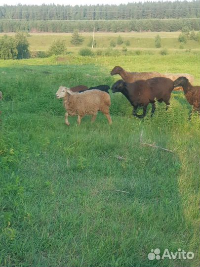 Овцы бараны ягнята
