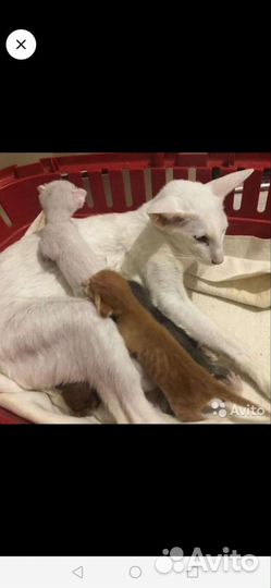 Ветеринарный врач на дом круглосуточно