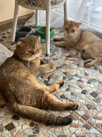 Шотландские вислоухие котята