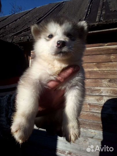 Большой выбор щенков