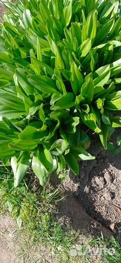 Луковицы безвременника