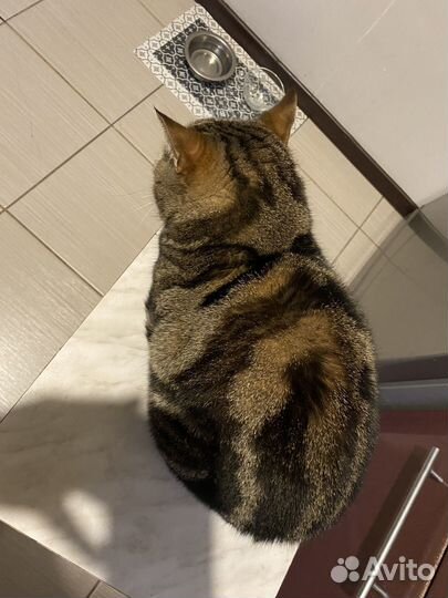 Британский кот