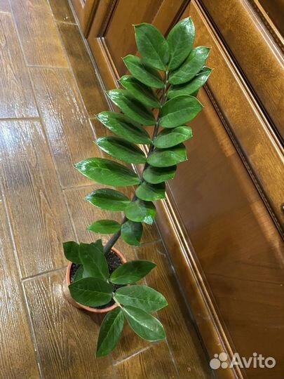 Замиокулькас (долларовое дерево)