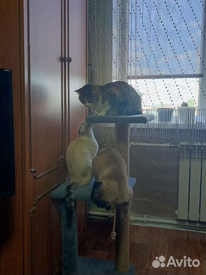 Когтеточка