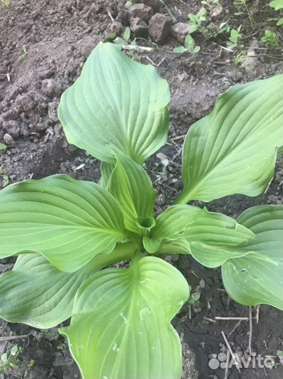 Цветы для сада (многолетники)