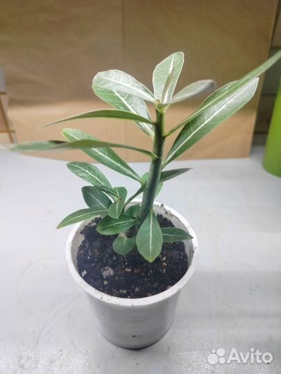 Адениум Обессум Hias Jepang Combee