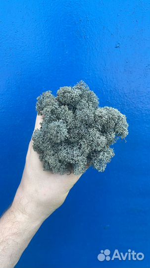 Стабилизированный мох, Серый