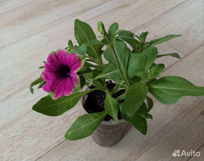 Вегетативная петуния