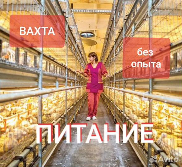 Вахта Птицефабрика птичник Питание Жильё