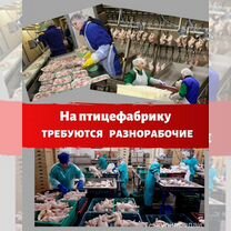 Разнорабочий на птицефабрику (Белгородская обл.)