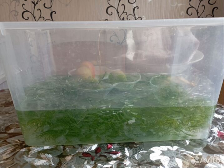 Водоросли для аквариума