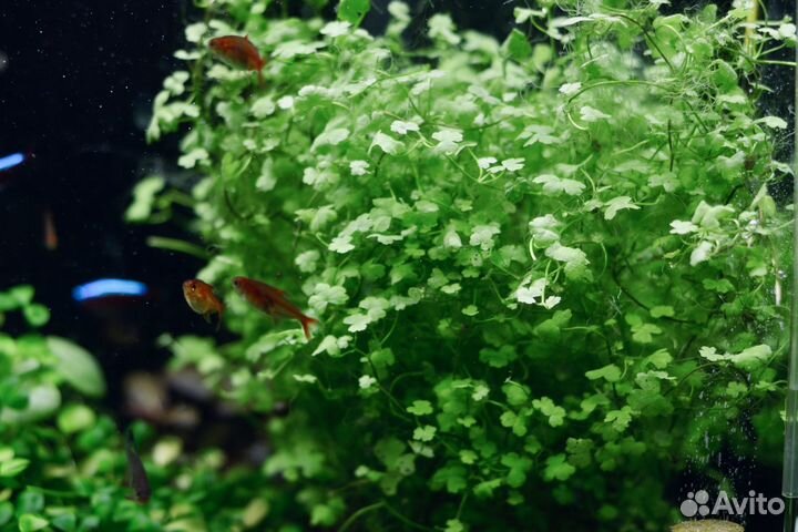 Аквариумные растения