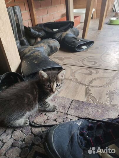 Кошки бесплатно