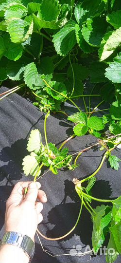 Усы клубники для укоренения