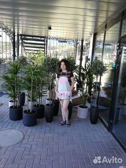 Растерия. Деревья. Уход или высадка растений, от