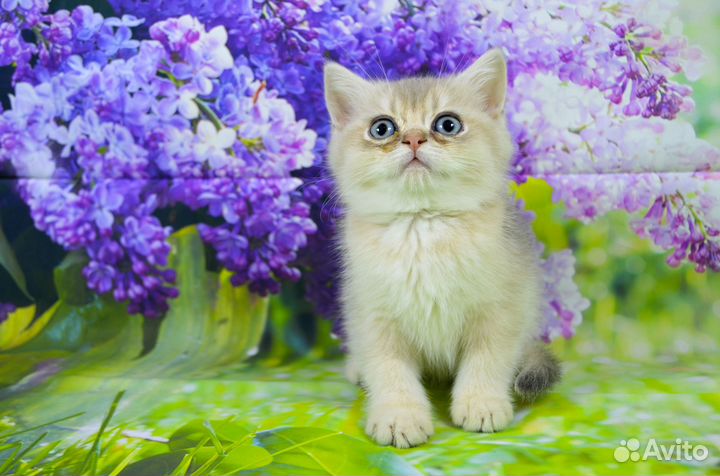 Британские котята Голубое золото и Ny11