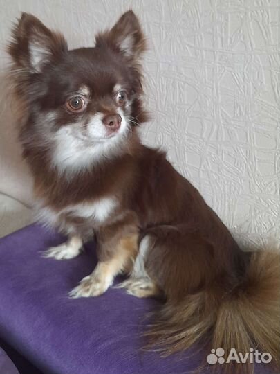 Вязка чихуа