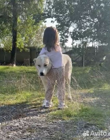 Погибает в Маздоке