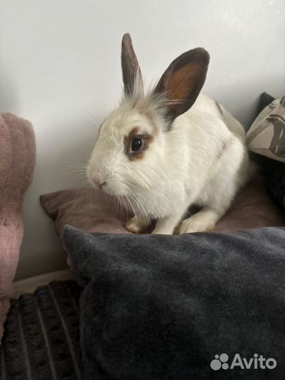 Декоративный кролик