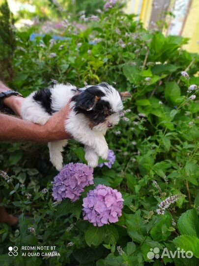 Щенки бивер йорка