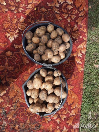 Семенной картофель