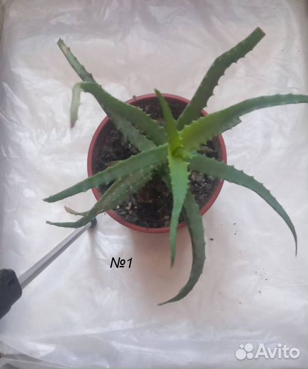 Об этом домашнем цветке слагают легенды