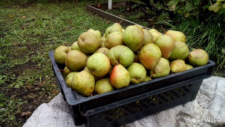 Саженцы груши