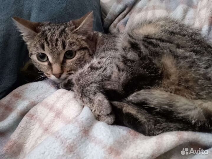 Кошка