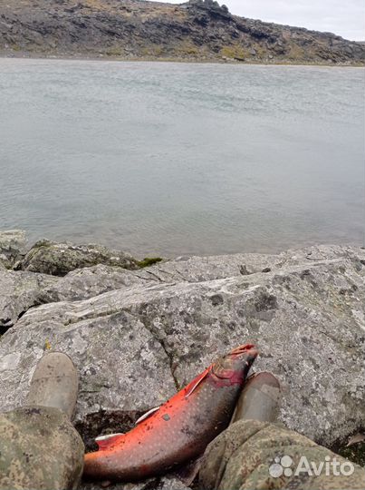 Лосось (Палия)