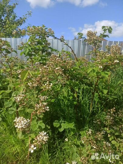 Саженцы ежевики. Прямостоячая