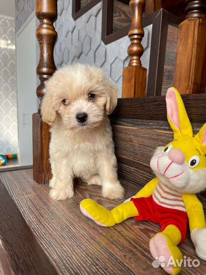 Плюшевые мальтипу