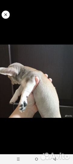 Щенки чихуахуа девочки