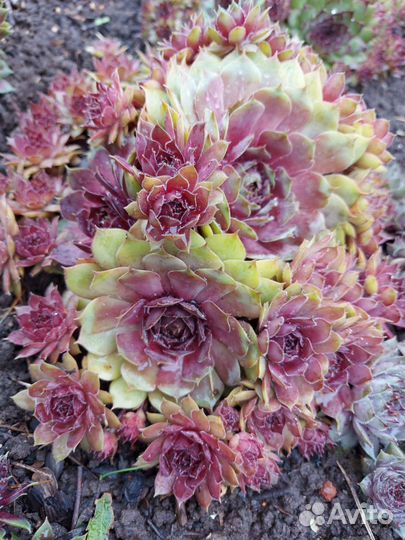 Молодило (каменная роза)