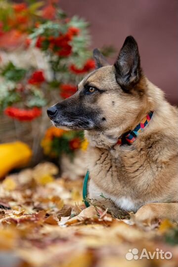 Собака Рози