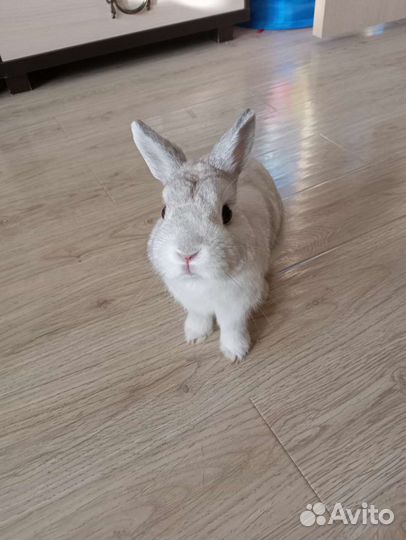 Вязка кролик