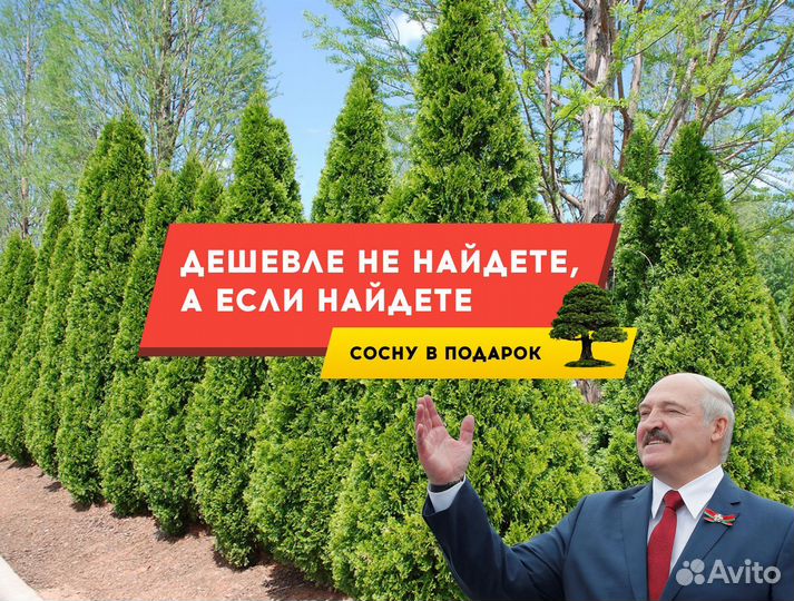 Туя в ассортименте Смарагд,Брабант,Колумна 1,5-1,8