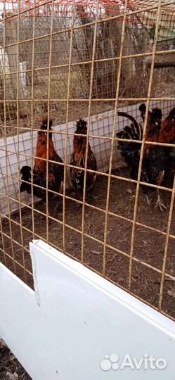 Петухи павловские