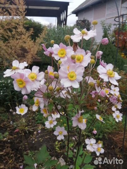 Растения для сада. Многолетники